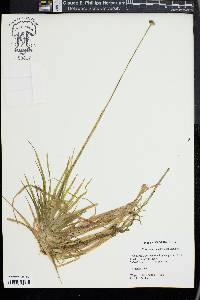 Eriocaulon compressum image