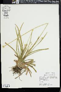 Eriocaulon compressum image