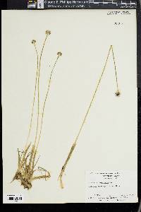 Eriocaulon compressum image