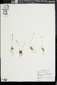 Eriocaulon aquaticum image