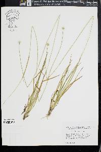 Eriocaulon decangulare image