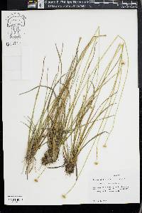 Eriocaulon decangulare image