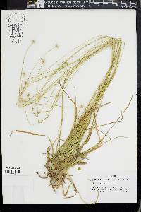 Eriocaulon decangulare image