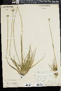 Eriocaulon compressum image