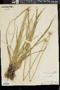 Eriocaulon decangulare image