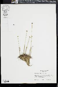 Eriocaulon texense image