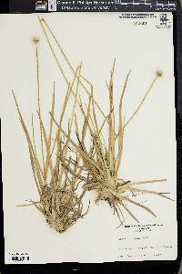 Eriocaulon decangulare image