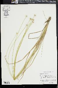Eriocaulon decangulare image