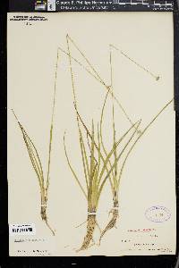 Eriocaulon decangulare image