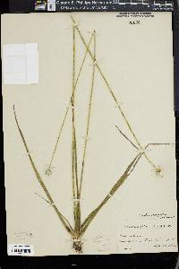 Eriocaulon decangulare image