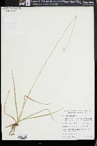 Eriocaulon decangulare image