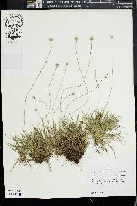 Lachnocaulon anceps image