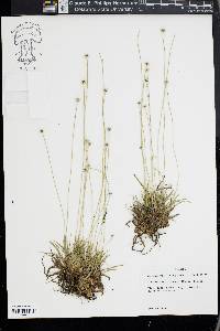 Lachnocaulon anceps image