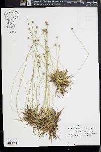 Lachnocaulon anceps image