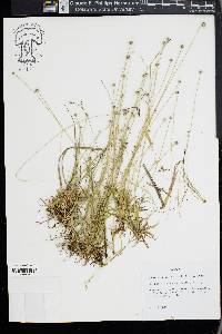 Lachnocaulon anceps image