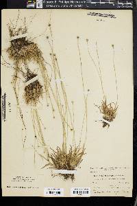 Lachnocaulon anceps image