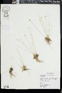 Lachnocaulon anceps image