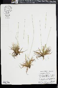 Lachnocaulon anceps image