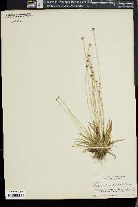 Lachnocaulon anceps image