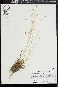 Lachnocaulon anceps image