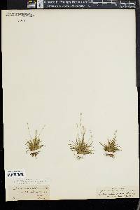 Lachnocaulon anceps image