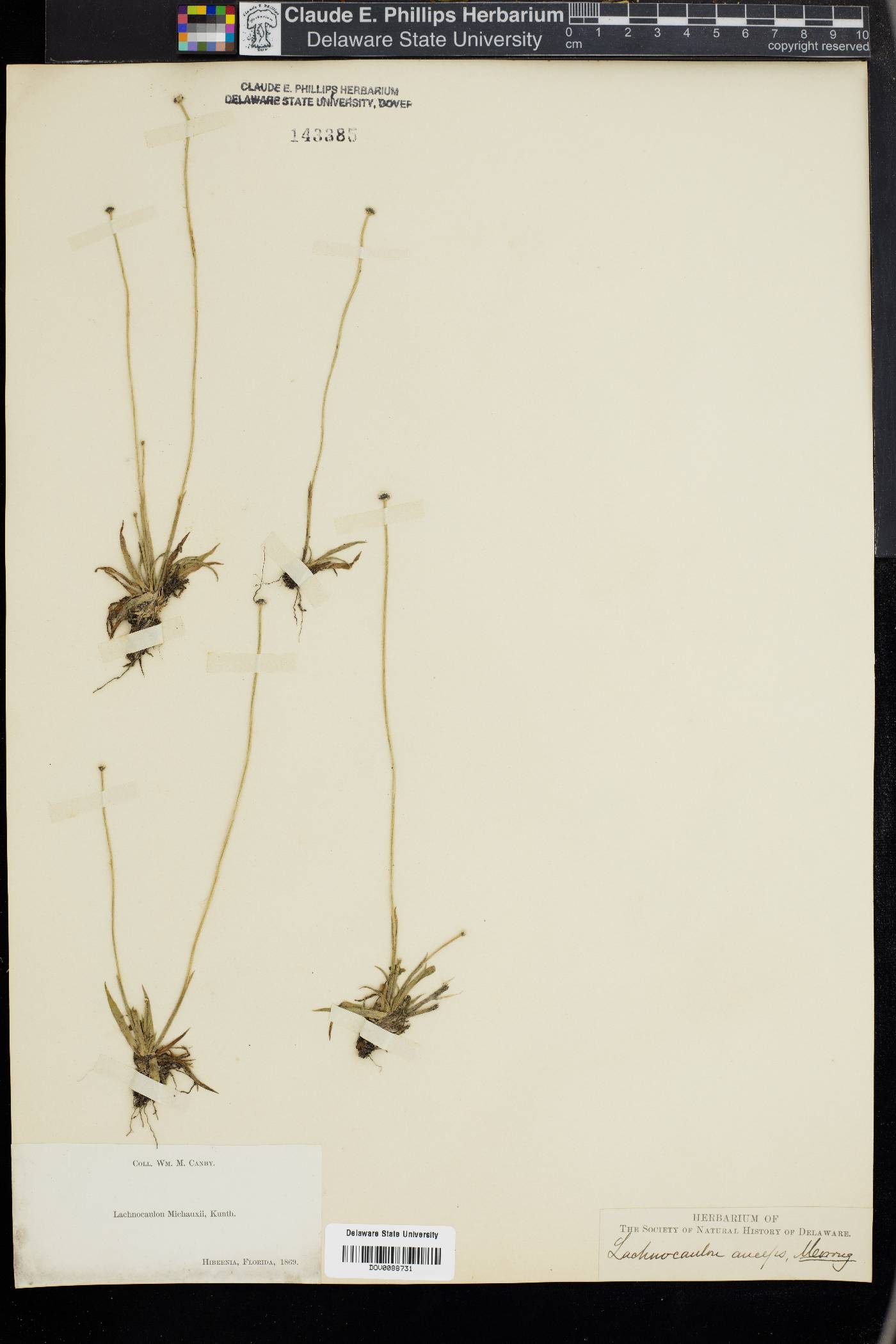 Paepalanthus anceps image