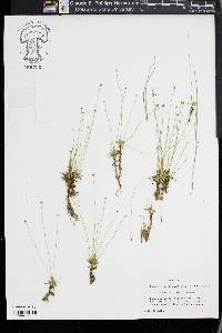 Lachnocaulon digynum image