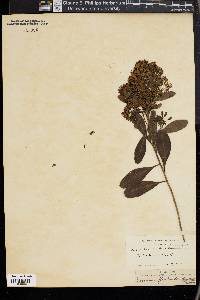 Image of Escallonia floribunda