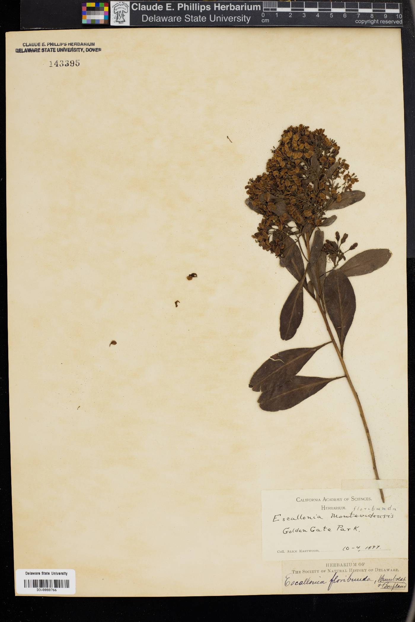 Escallonia floribunda image