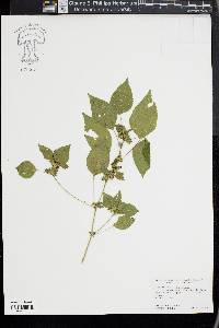 Acalypha deamii image