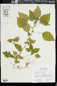 Acalypha deamii image