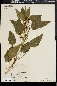 Acalypha subviscida image