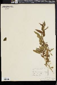 Acalypha subviscida image