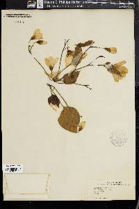 Aleurites fordii image