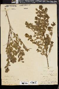 Andrachne phyllanthoides image