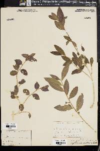 Argythamnia candicans image