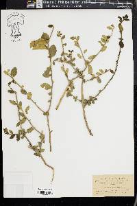 Bernardia myricifolia image