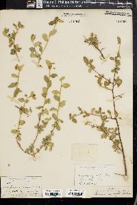 Bernardia myricifolia image