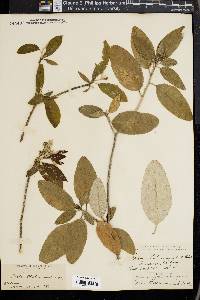 Croton alabamensis image