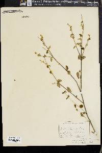 Croton betulinus image