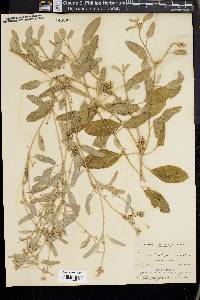 Croton californicus image