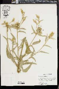 Croton capitatus image