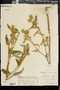 Croton capitatus image