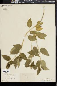 Croton fruticulosus image