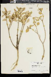 Croton punctatus image