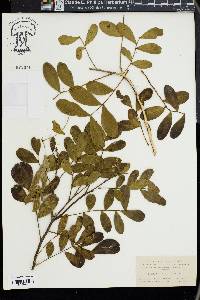 Dermatophyllum secundiflorum image