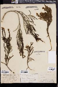Cassiope mertensiana image
