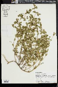 Chamaesyce hyssopifolia image