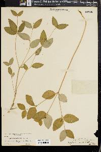 Euphorbia mercurialina image