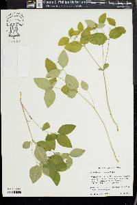 Euphorbia mercurialina image